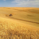 Image for article titled These Three New GM Crops Will Change How We Farm